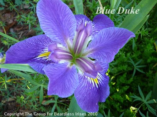 Blue Duke 